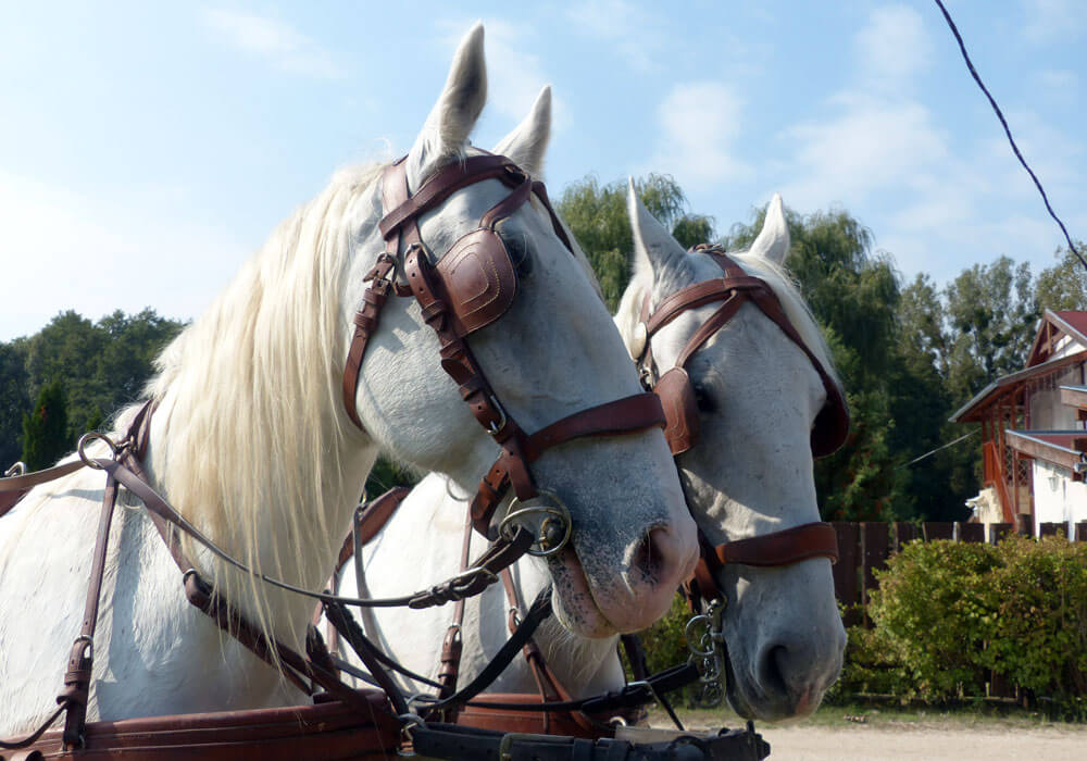 A SZELLŐ